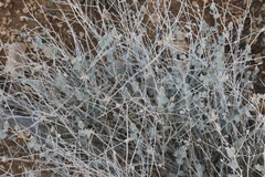 Brickellia incana