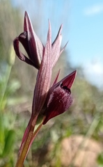 Serapias strictiflora