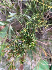 Pseudanthus orientalis