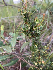 Pseudanthus orientalis