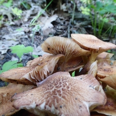 Desarmillaria caespitosa image