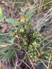 Pseudanthus orientalis