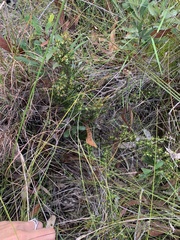 Pseudanthus orientalis