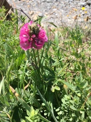 Sidalcea oregana eximia