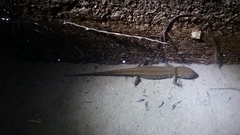 Notophthalmus meridionalis