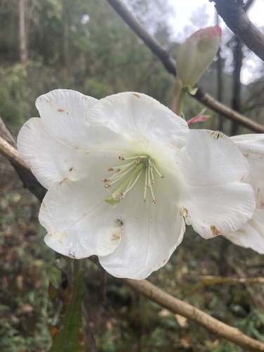 Rhododendron griffithianum, photograph 4