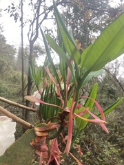 Rhododendron griffithianum, photograph author not stated, no rights reserved