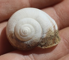Helminthoglypta tudiculata
