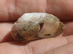Helminthoglypta tudiculata