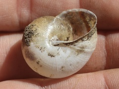 Helminthoglypta tudiculata