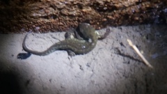 Notophthalmus meridionalis