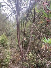 Rhododendron griffithianum, photograph author not stated, no rights reserved