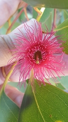Eucalyptus leucoxylon megalocarpa