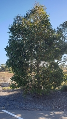 Eucalyptus leucoxylon megalocarpa