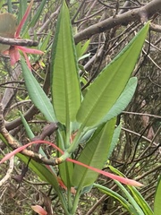 Rhododendron griffithianum, photograph author not stated, no rights reserved