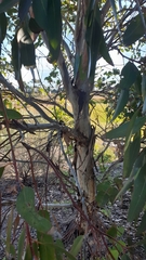 Eucalyptus leucoxylon megalocarpa