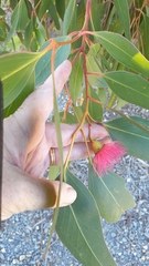 Eucalyptus leucoxylon megalocarpa
