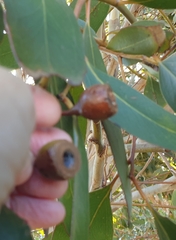 Eucalyptus leucoxylon megalocarpa
