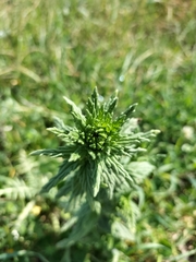Bellardia viscosa