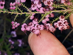 Erica brachycentra