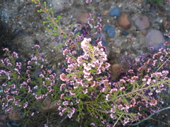 Erica brachycentra