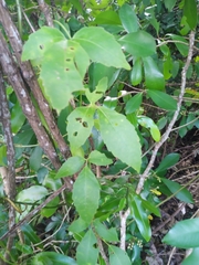 Causonis trifolia