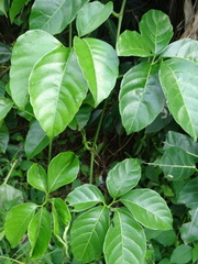 Tetrastigma lanyuense