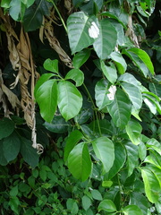 Tetrastigma lanyuense