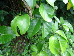 Tetrastigma lanyuense