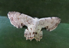 Dysaethria flavistriga