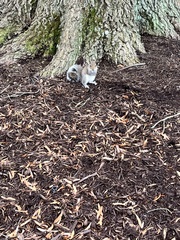 Sciurus carolinensis