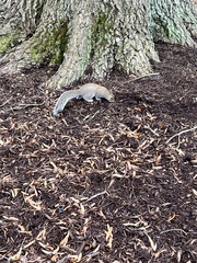 Sciurus carolinensis