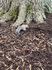 Sciurus carolinensis