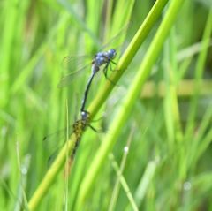 Orthetrum icteromelas