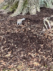 Sciurus carolinensis