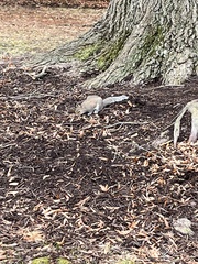 Sciurus carolinensis