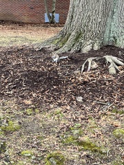 Sciurus carolinensis