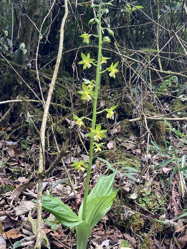 Calanthe griffithii