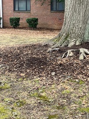 Sciurus carolinensis