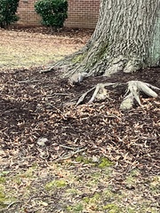 Sciurus carolinensis