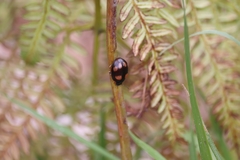 Paropsisterna sexpustulata