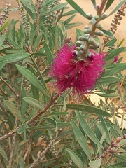 Melaleuca glauca