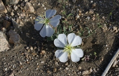 Oenothera deltoides