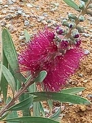 Melaleuca glauca