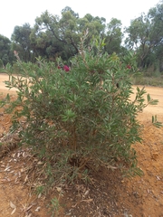 Melaleuca glauca