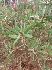 Melaleuca glauca
