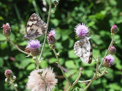 Melanargia galathea