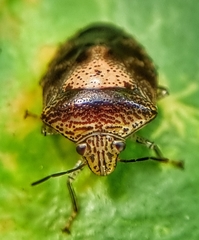Oncotropis carinatus