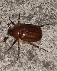 Holochelus