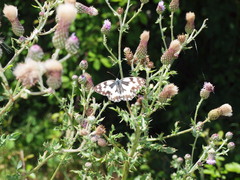 Melanargia galathea